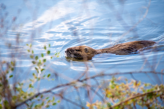 Grants for Farmers to Protect Against Beaver Activity